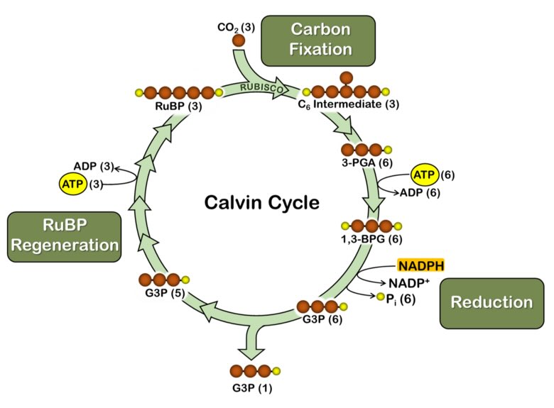 Calvin-C