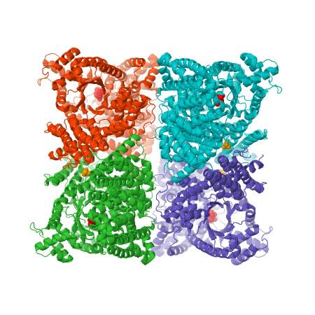 pepc-homotetramer