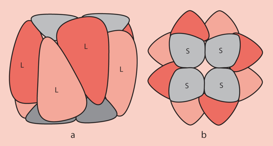 RuBisCO-structure