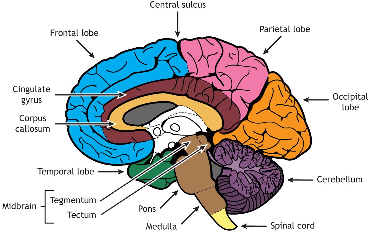 brain-anatomy