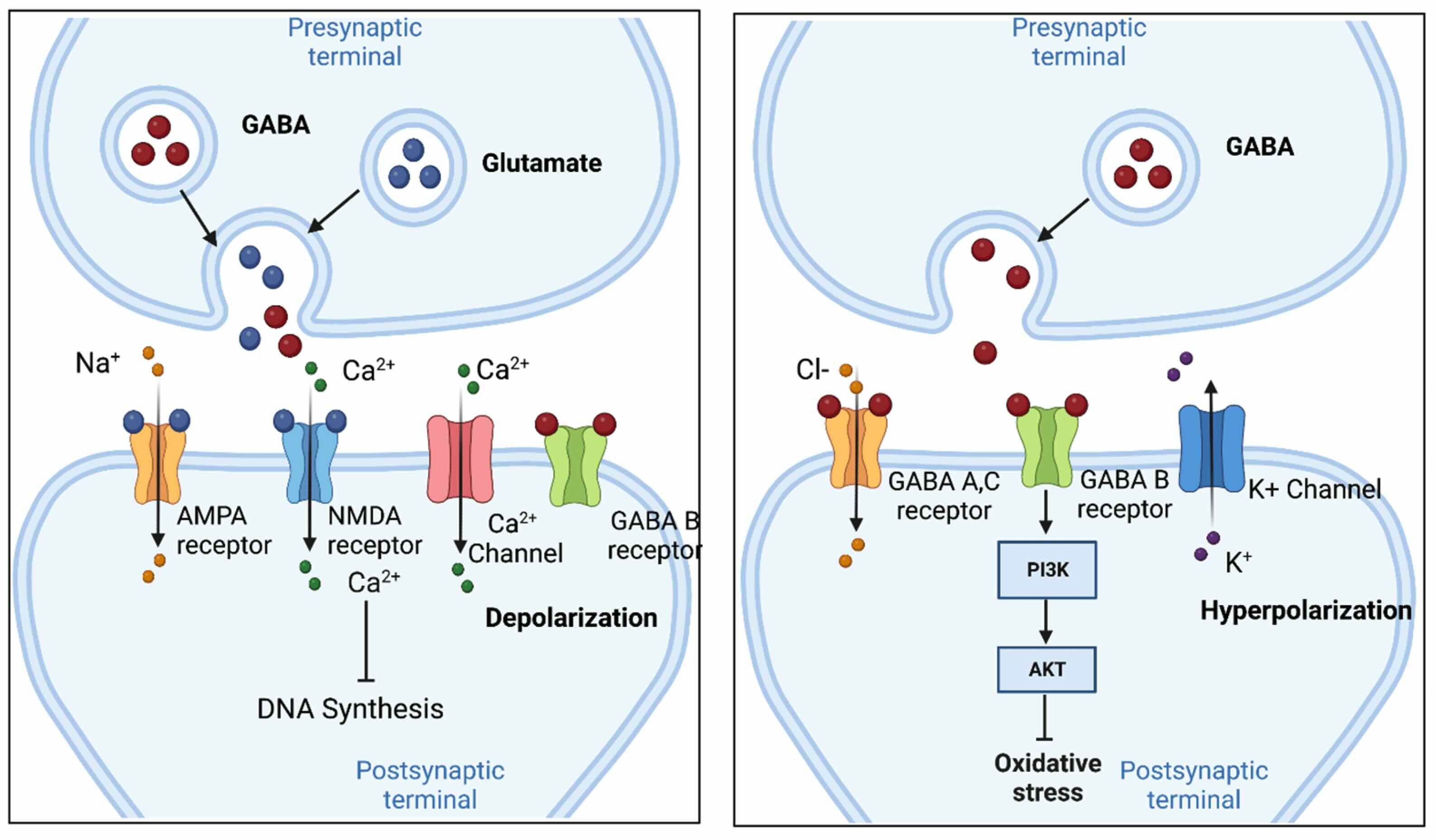 GABA-Glutamate-neuron