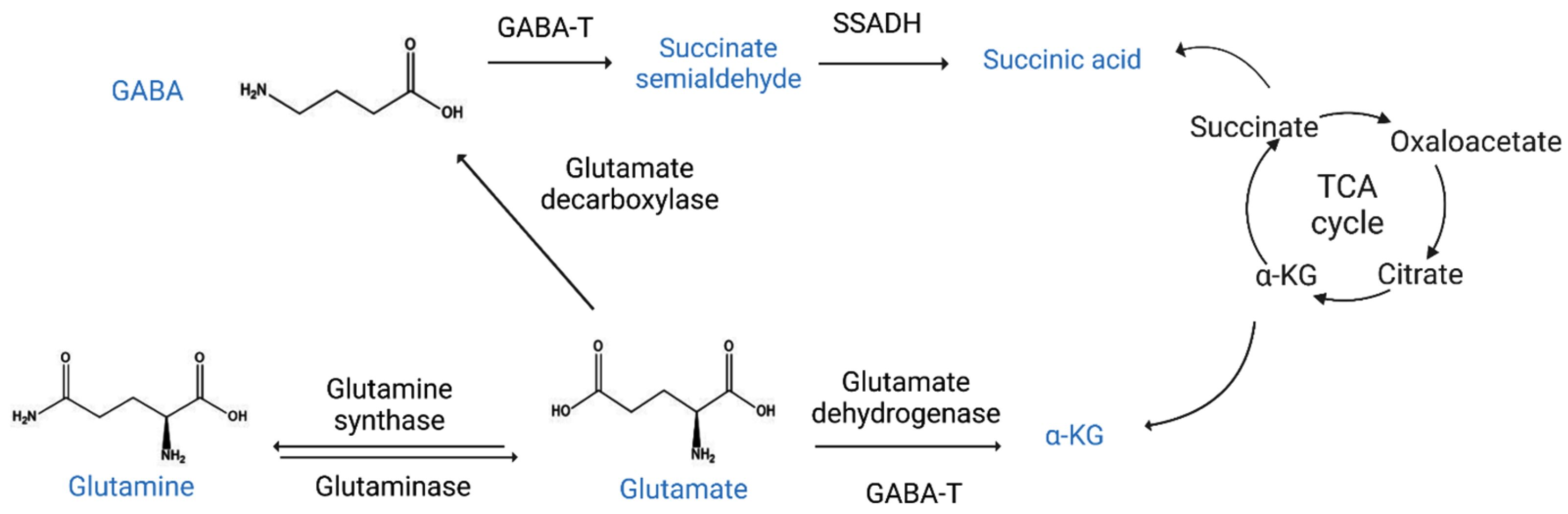 GABA-Glutamate-pathway