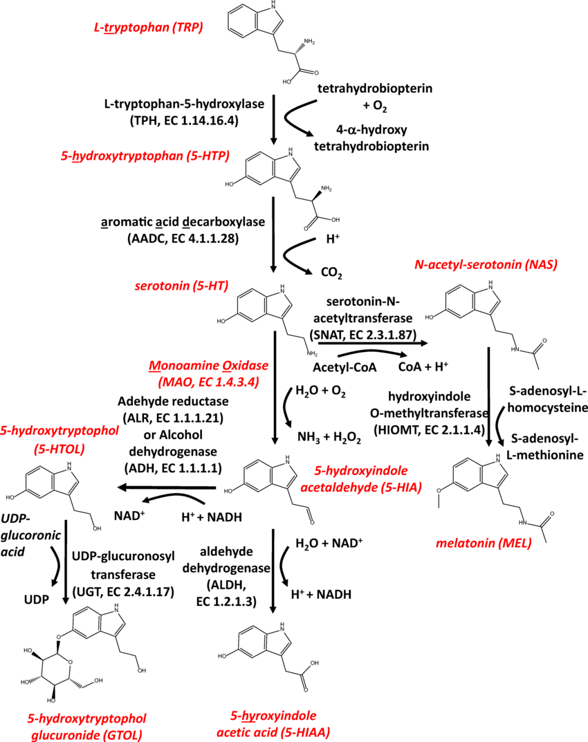 The-biochemical-pathway-of-serotonin-synthesis-and-metabolism-L-Tryptopha