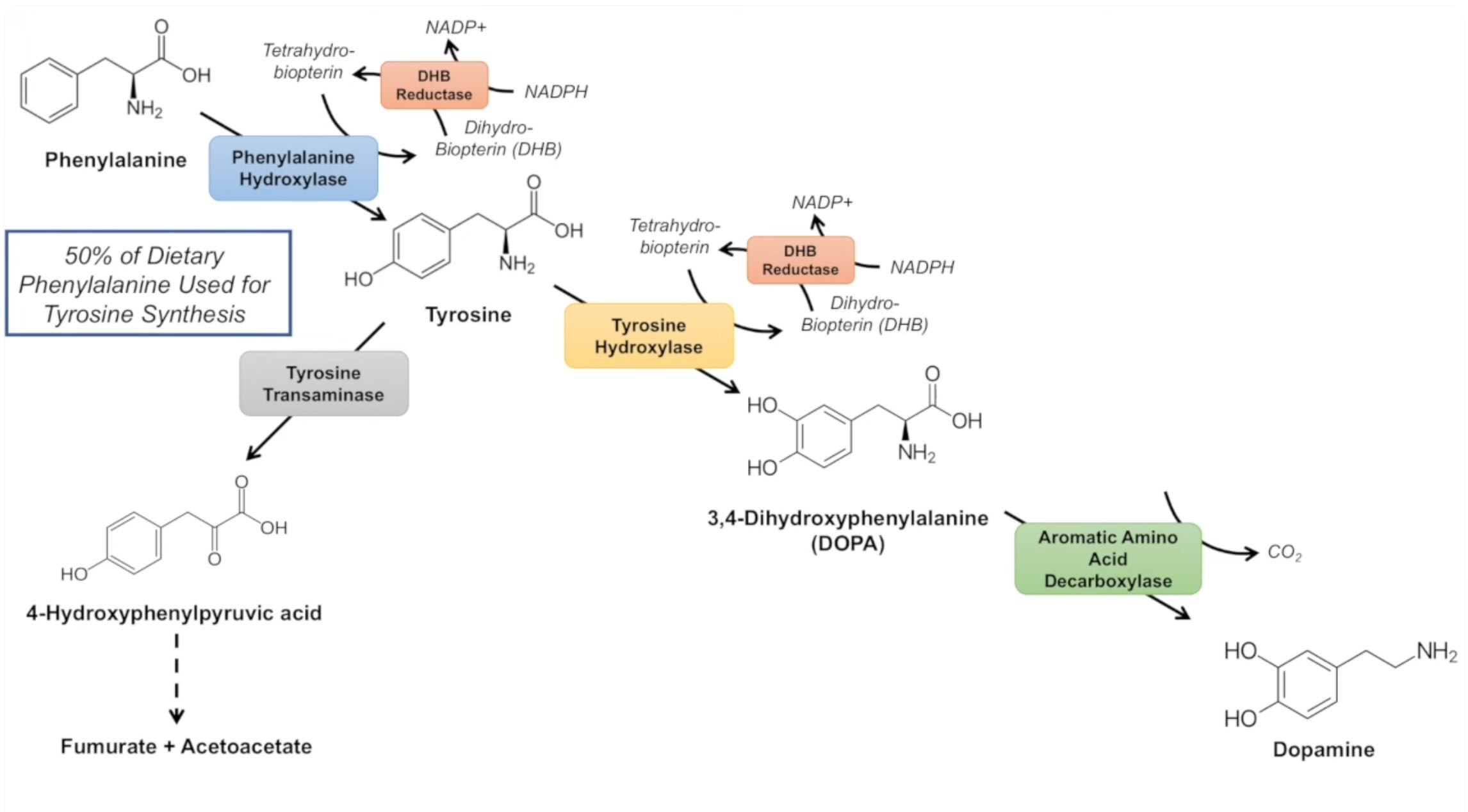 dopamine-biosynthesis