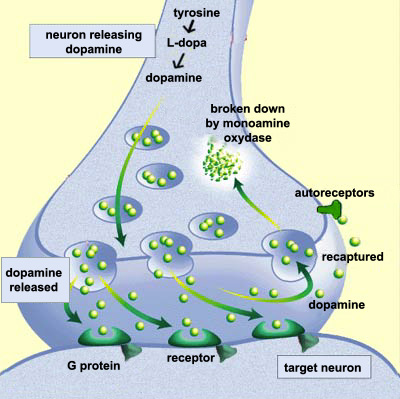 dopamine-synaptic-vesicles