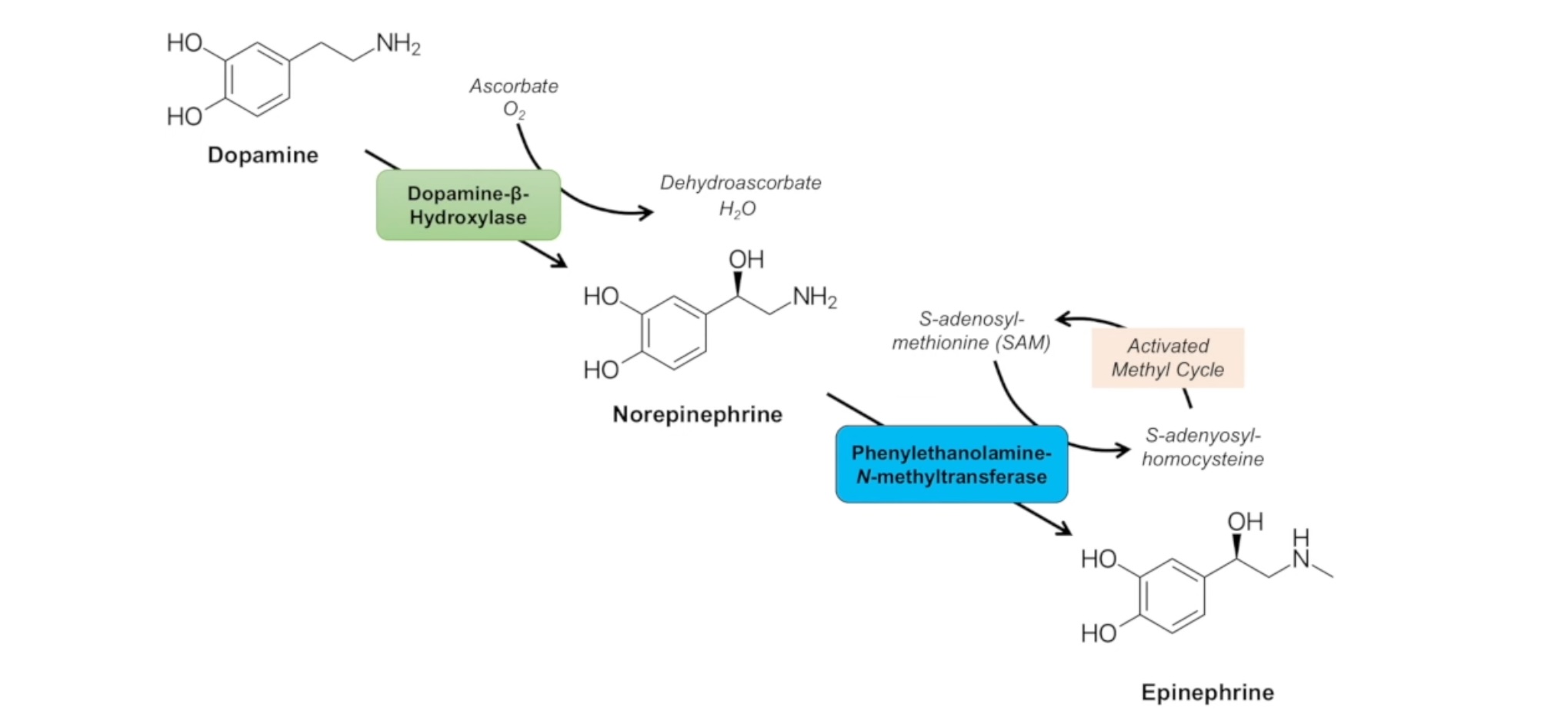 norepinephrine-biosynthesis