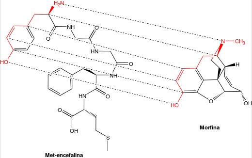 relationship-peptide-morphine